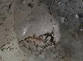 Calcit Pyrit